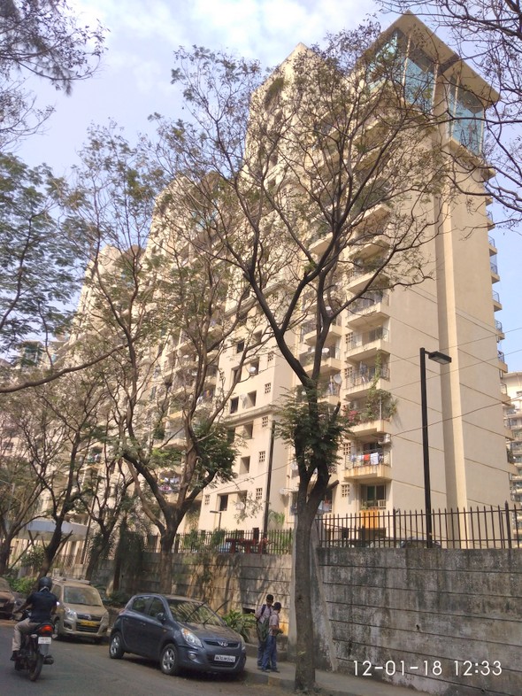 Camellia in Powai