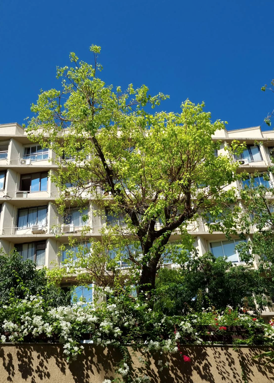 Blue Heaven flat for rent - Image 2