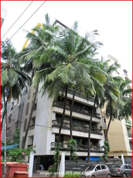 Elegant Orchid β Santacruz West