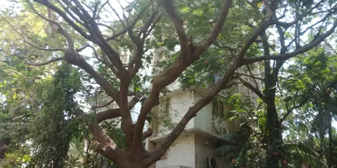 1 BHK Juhu Ashish in Juhu