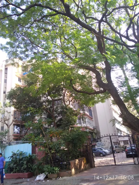 Sea Gull — Bandra West (1)