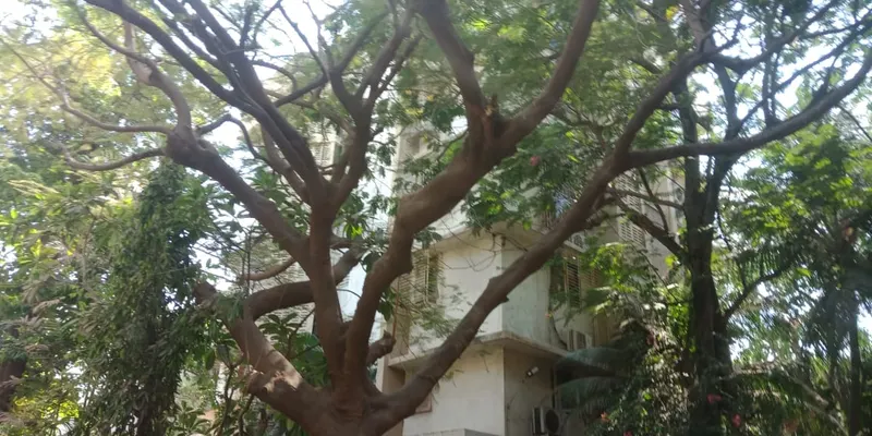 Juhu Ashish — Juhu (1)